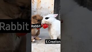 Rabbit