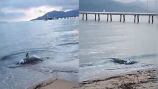 Crocodile feeds on a dead grouper on the beach