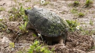 Large snapping turtle drops eggs into the sand