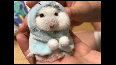 Hamster ASMR Video - Cute Funny Pet