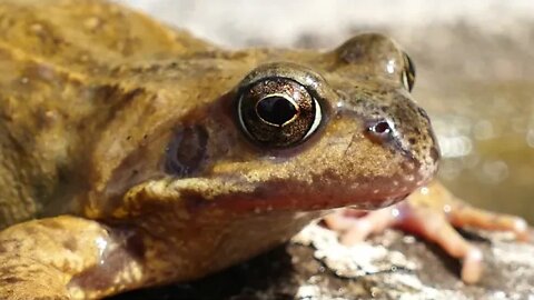 Frogs and Birds For Sleep, Relaxation, Chilling and Balance