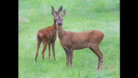 roe deer eat in the field