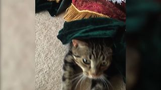 Kitty Hides Under Christmas Tree