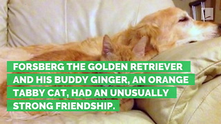 Dog Depressed after Family Cat Dies. Only 1 Thing Could Cure Him