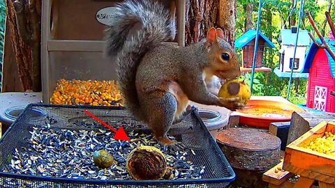 Squirrel's Sharp Teeth VS Walnut!