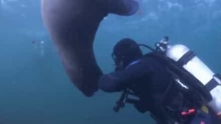 Leone marino prova a mangiare il braccio di un sommozzatore