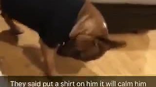 Energetic Pupper Won't Stop Until He Takes Off His Shirt