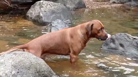 Rhodesian Ridgeback Who Loves Water & One Who Doesn't
