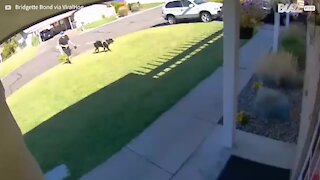 Dog drags owner along front yard