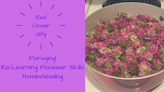 Red Clover Jelly! Foraging for Backyard Food! Re-Learning Pioneer Skills! Stock Up Your Pantry!