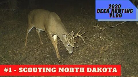 North Dakota deer hunting 2020 VLOG #1 Scouting trip