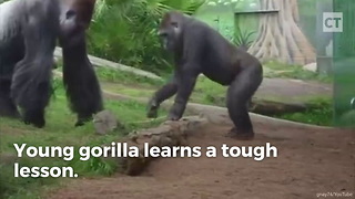 Young gorilla learns a tough lesson