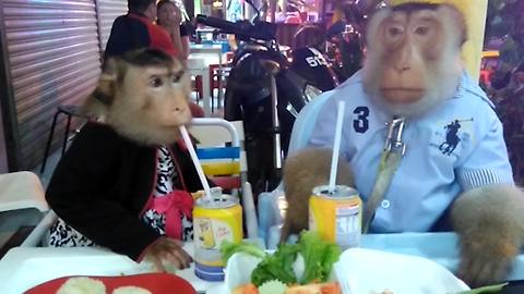 A Monkey Couple Dressed Like People Eat Dinner At A Restaurant