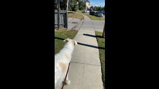 Dog loves to sing to Fire Trucks 🚒