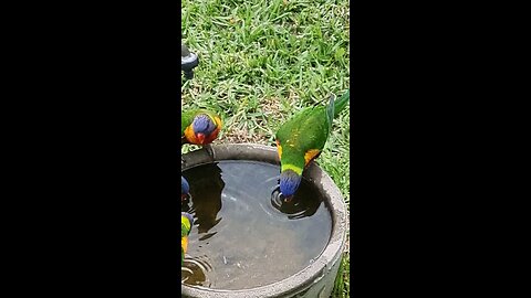 beautiful Rainbow Lorikeet