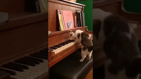 The funny cat is playing the piano.
