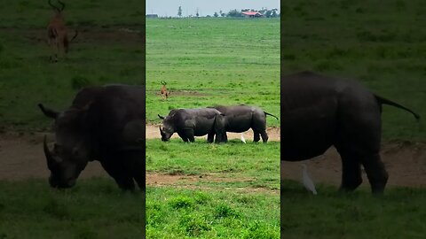 Rhino Midden #Wildlife | #ShortsAfrica