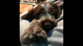 Puppy Pointer's Rough and Tumble with his Buddy