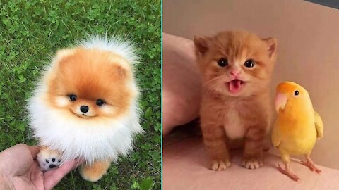 This Funny & Cute Pets Compilation is Pure Bliss 😀