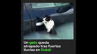 La Policía de Dubái rescata a un gato tras las fuertes inundaciones