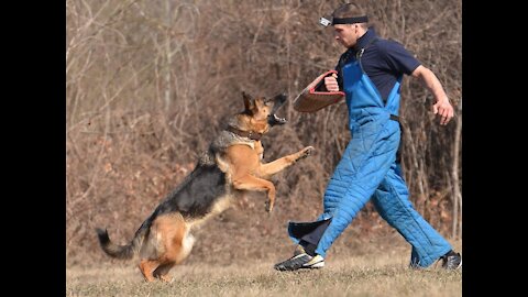 German Shepherd Training Step by Step (Guard Dog)