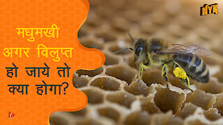 क्या होगा अगर मधुमक्खिया extinct हो गई तो?