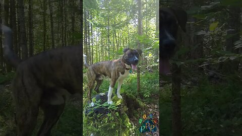 Odin on a stump.