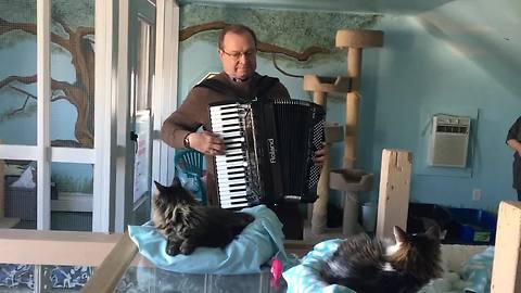Man entertains shelter cats with accordion performance