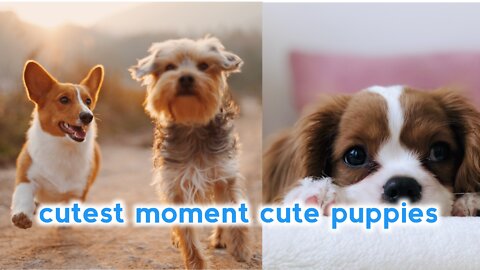 cute baby animals video compilation cutest moment of the animals - cute puppies
