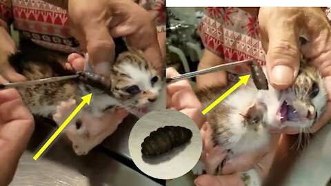 Cat Rescue | Botfly Larva Removed From Cats
