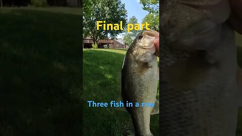 #bassfishing #fishing #pondfishing I caught three fish in a row