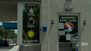 St. Pete opens first cat cafe in Tampa Bay area