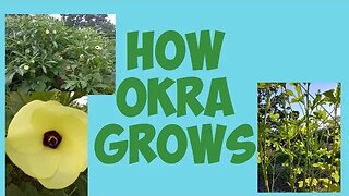 Growth Habit of Okra