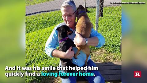 Shelter dog wins internet with smiling face | Rare Animals
