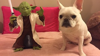 Master Yoda shows dog how to use the Force