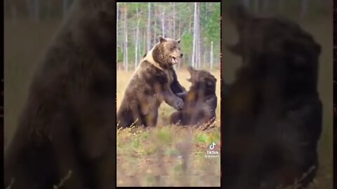 Bears Fighting in a Clearing #nature #shorts