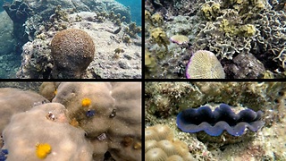 Underwater colourful worms, clam lips, fishes, corals, GoPro