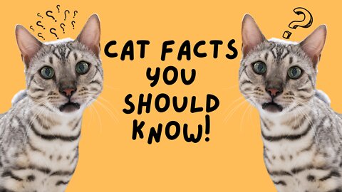 Cat Facts You Won't Believe!