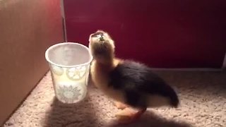 Duckling adorably falls into cup of water