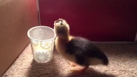 Duckling adorably falls into cup of water