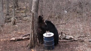 Incredible bear hunt: 34 bears in 5 days, B&C Bear passed, chocolate shot