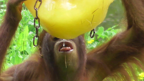 Orangutan youngster goes totally ape over popsicle