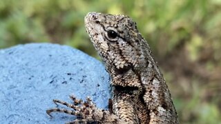 Samuel Rock Lizard, An Eastern Fence Lizard