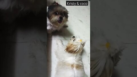 they so cute -#shortvideo #doglover #shihtzu #cutedog