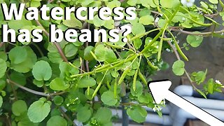 Watercress seed pods (aquaponic watercress)