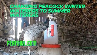Changing Peacock Winter Waterers To Summer Waterers, Peacock Minute, peafowl.com