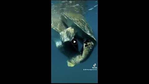 "¡Sumérgete en el fascinante ritual de apareamiento de la tortuga boba! 🐢 🌊💕