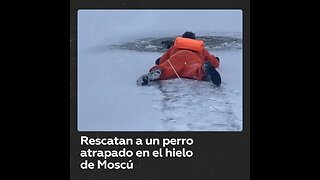Rescatistas salvan a un perro que cayó a un estanque congelado en Moscú