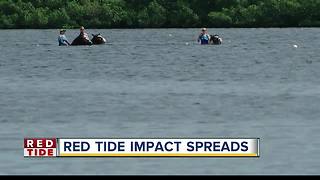 Tampa Bay businesses suffering due to red tide