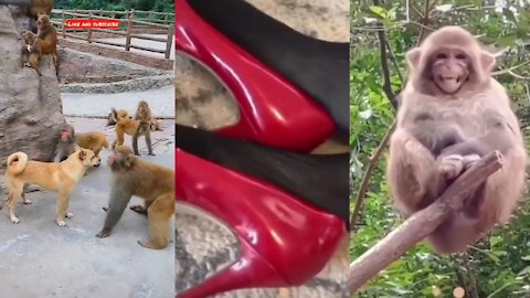 Monkey and dog funny video #Shortvideo #Short2022